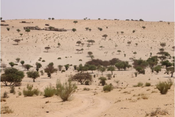 Nigeria at risk of becoming a desert – NCF