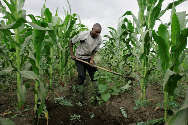 ECA calls on African leaders to boost spending in agriculture