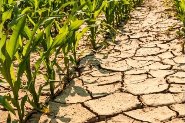 Climate change threatens global food supply – UN report