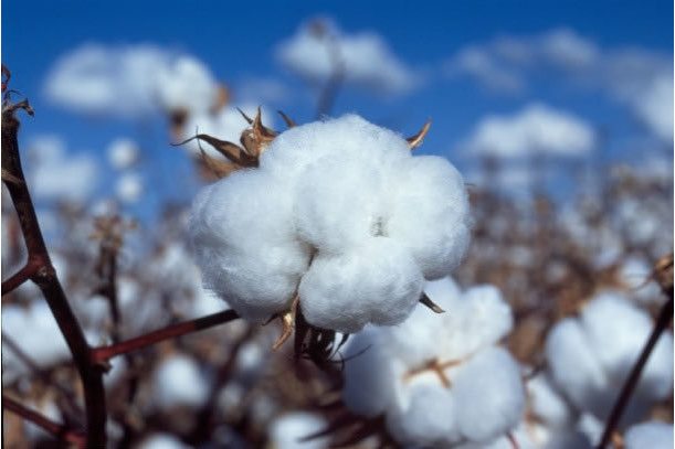 IFC, StanChart invest €31mn to support cotton production in Cameroon