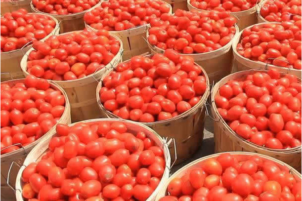 FG to implement new policy to boost tomato production