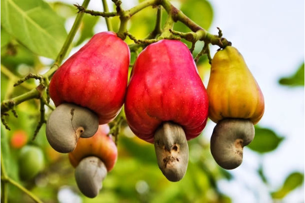 IFC invests €3 million in Guinea Bissau’s Frutas & Legumes