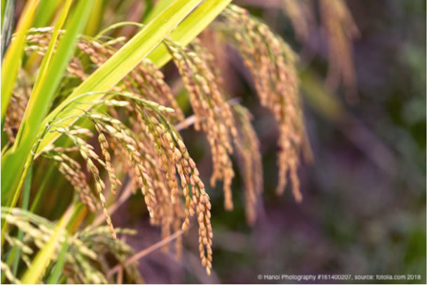 Scientists develop new varieties of climate-resilient rice