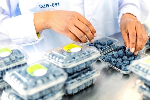 IFC, FMO invest €3 million to support South Africa’s blueberry industry