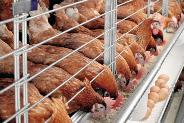 Olam begins construction of poultry farms and animal feed mills in Nigeria