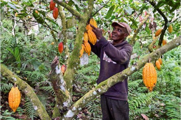 IFC, others invest $9 million to boost cocoa farming in Côte d’Ivoire